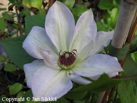  loistok�rh�, Clematis Patens-Ryhm� 'Ivan Olson'